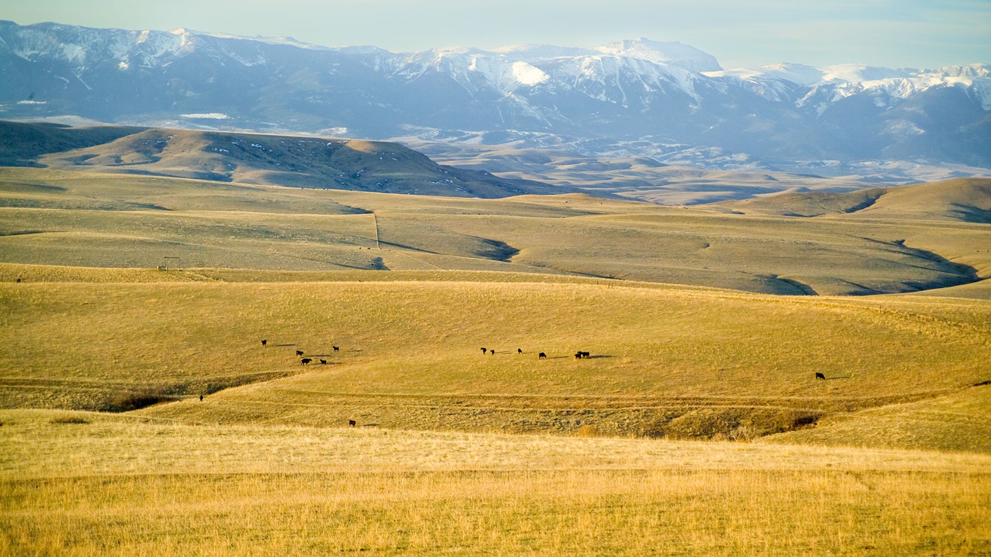 mountain pasture