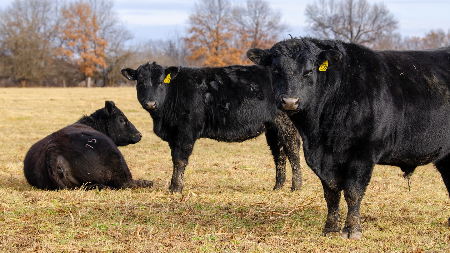 bulls