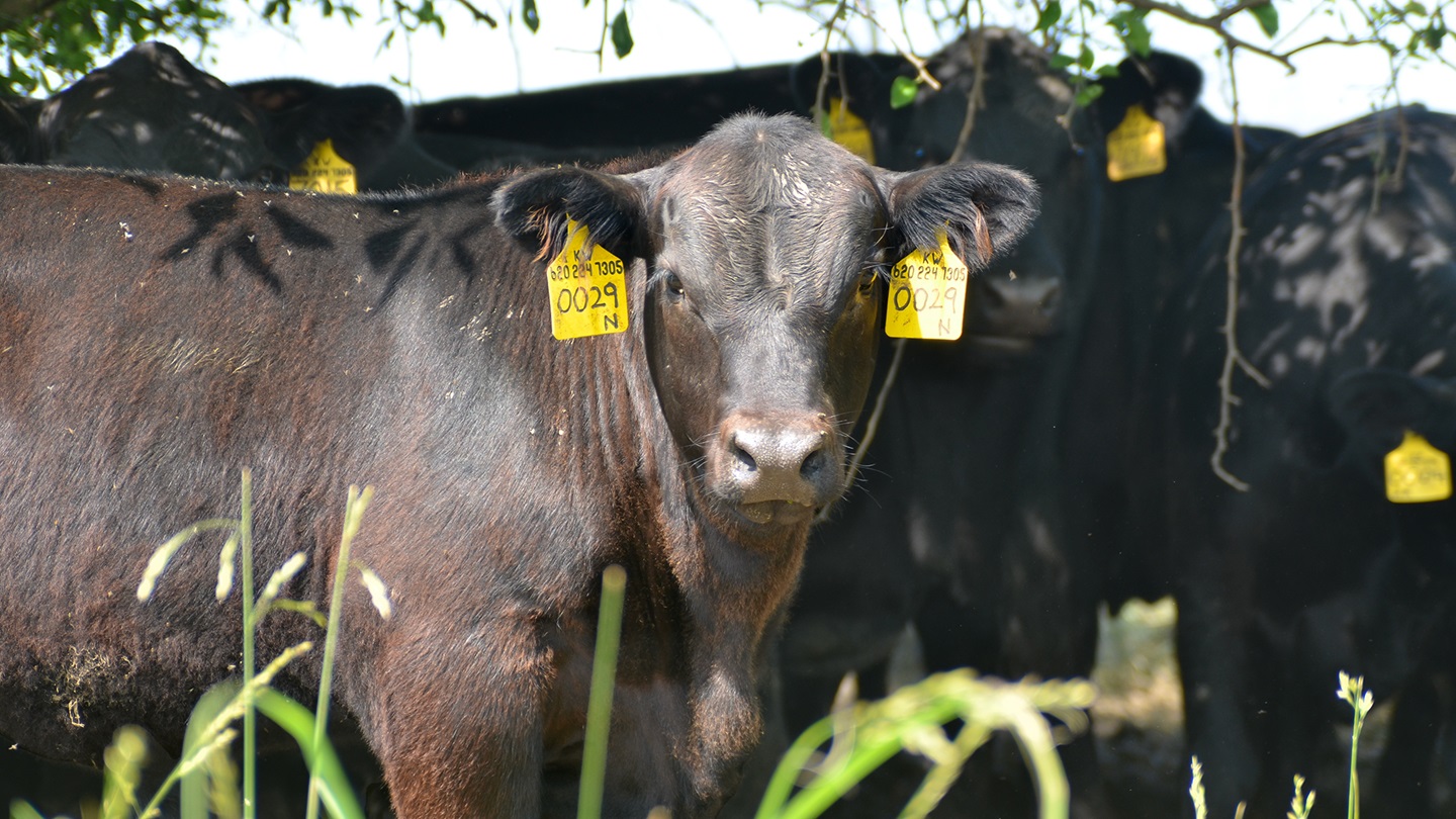 calf in bright light
