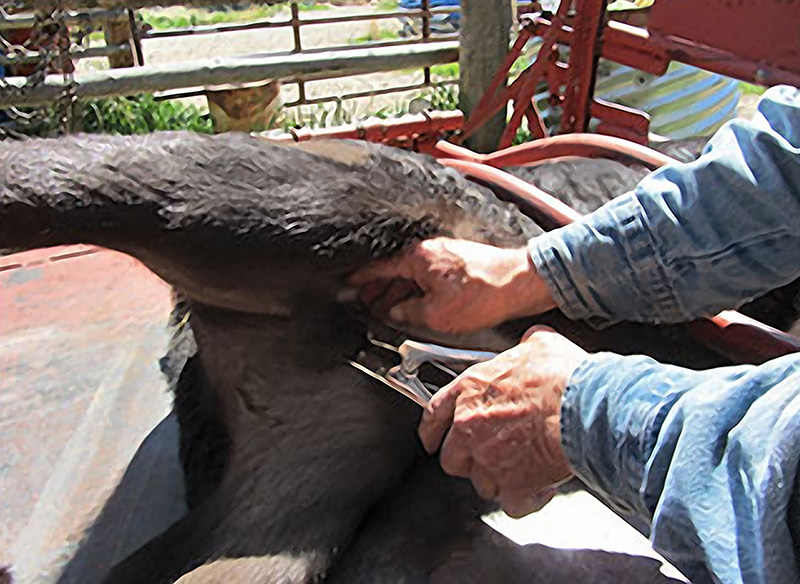castration