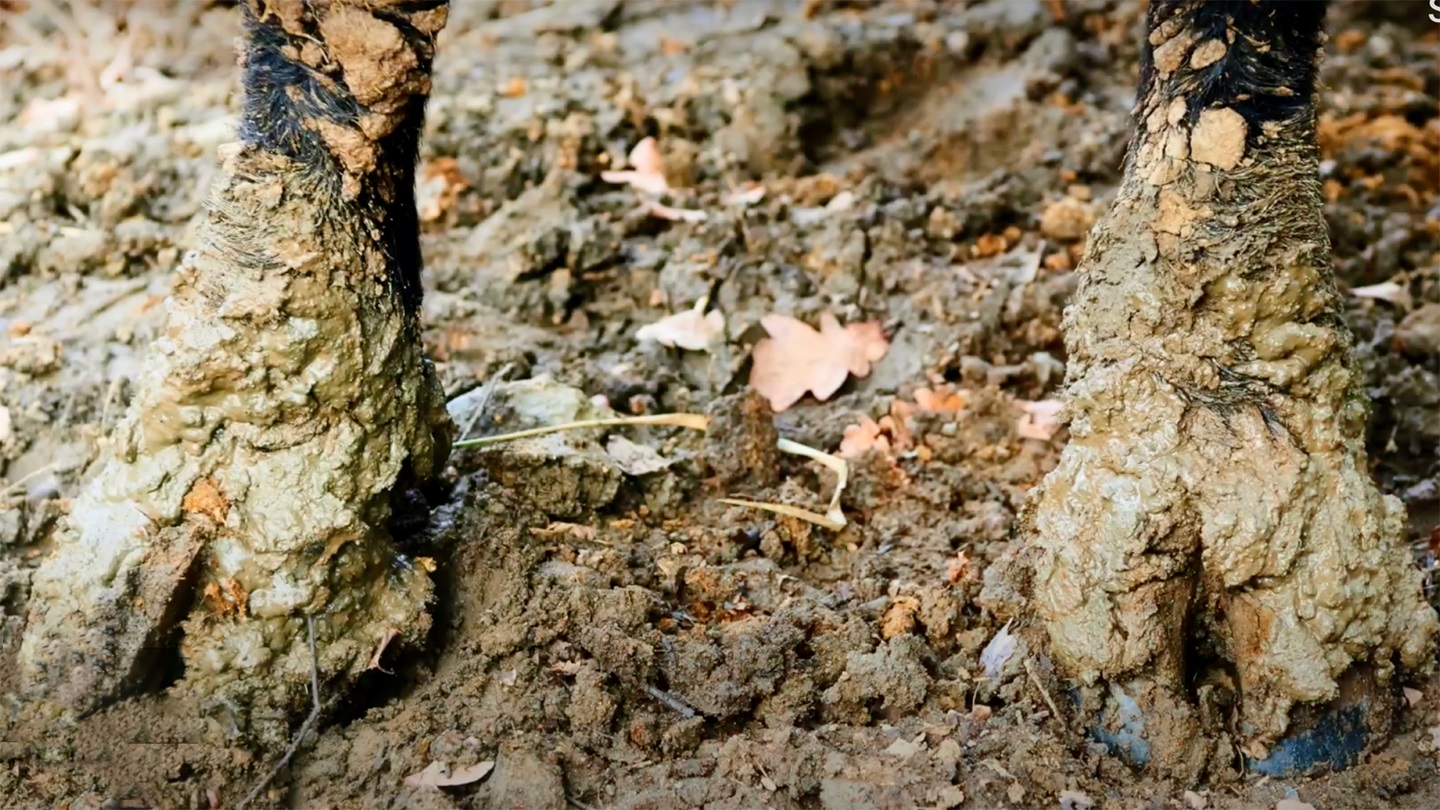 Muddy hooves