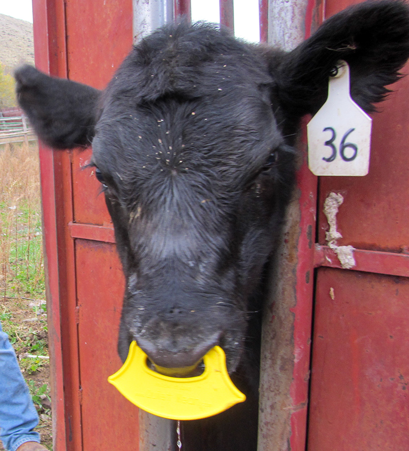 installing nose flap