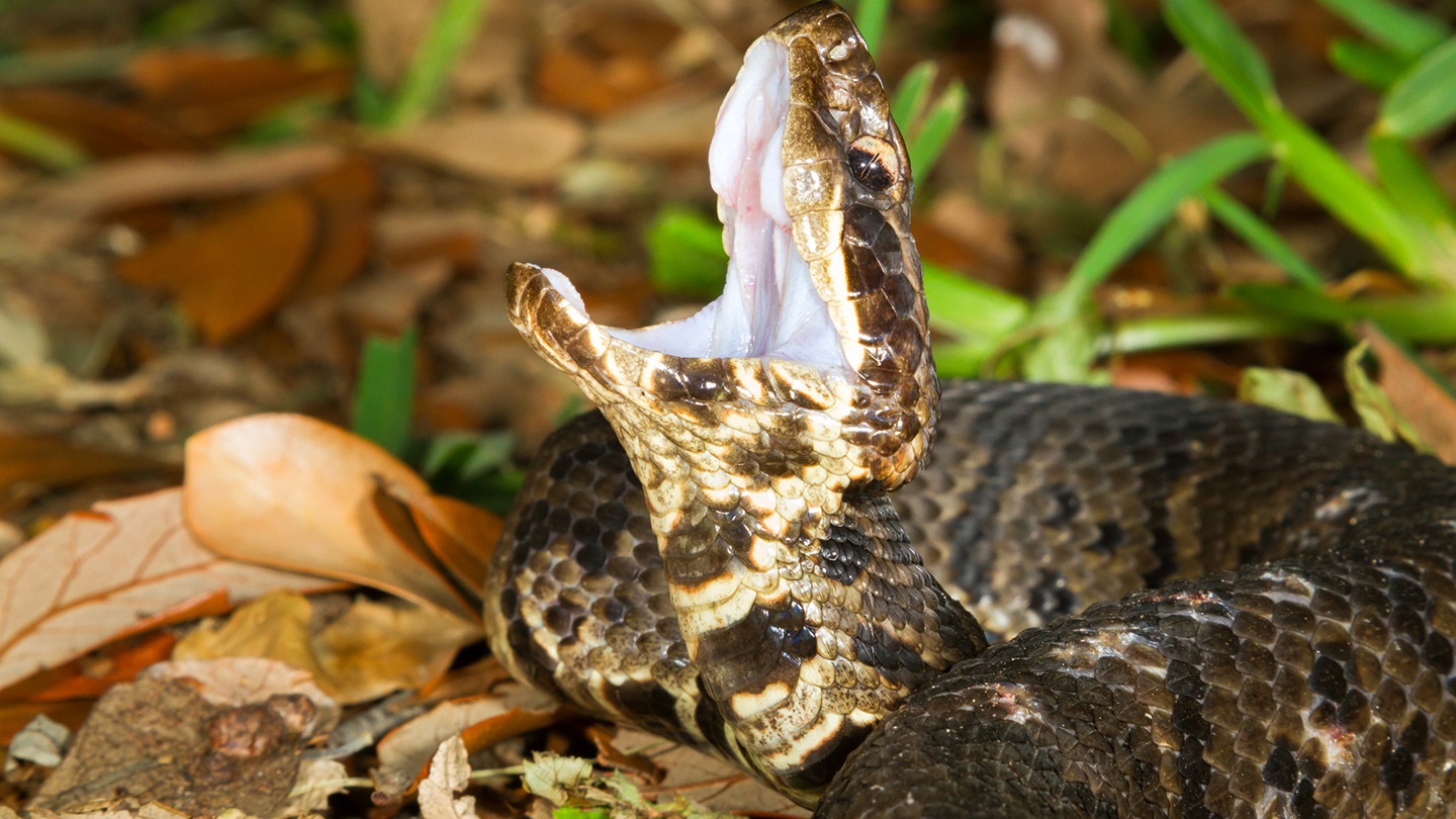 rattlesnake