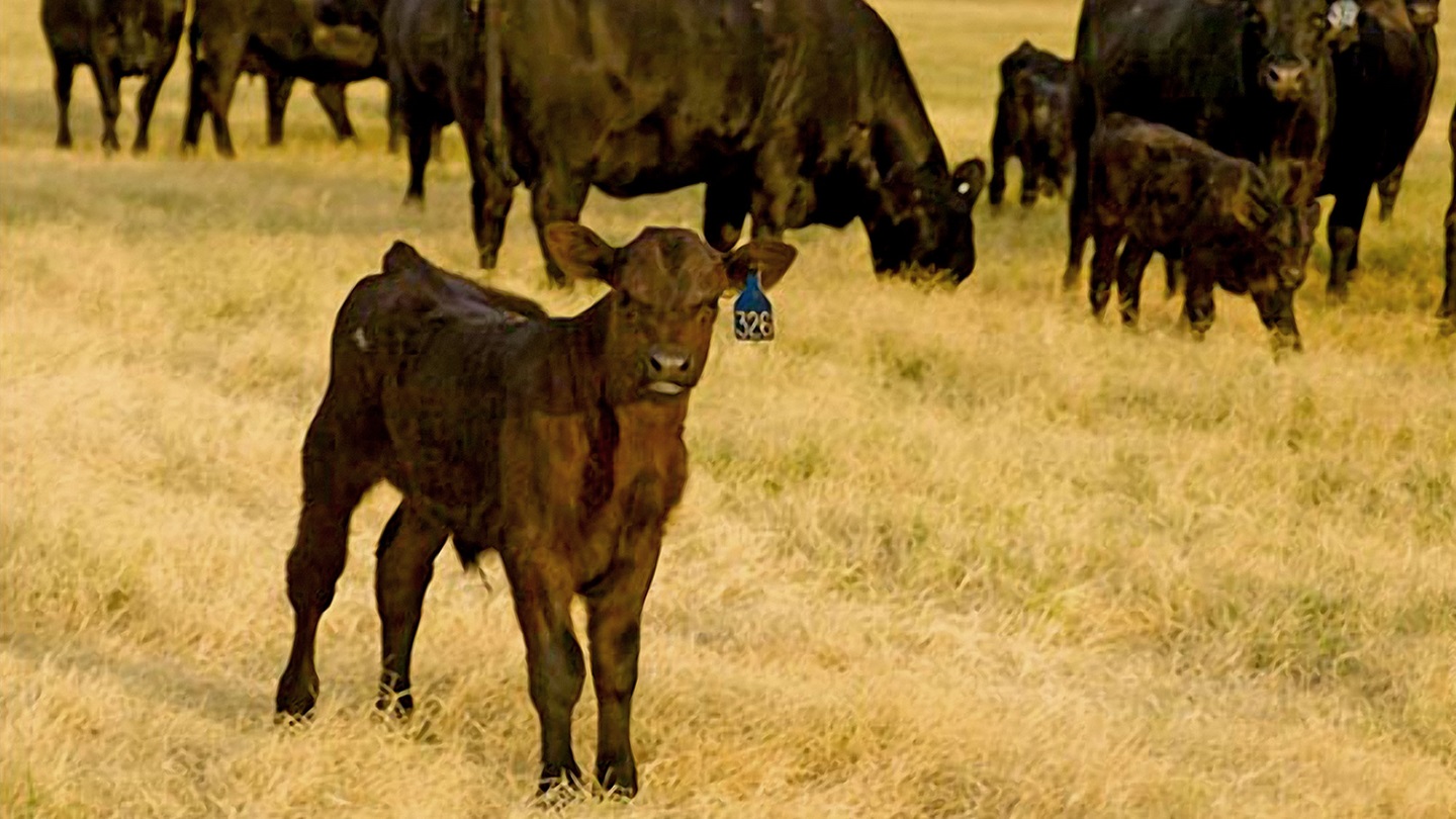 fall calf