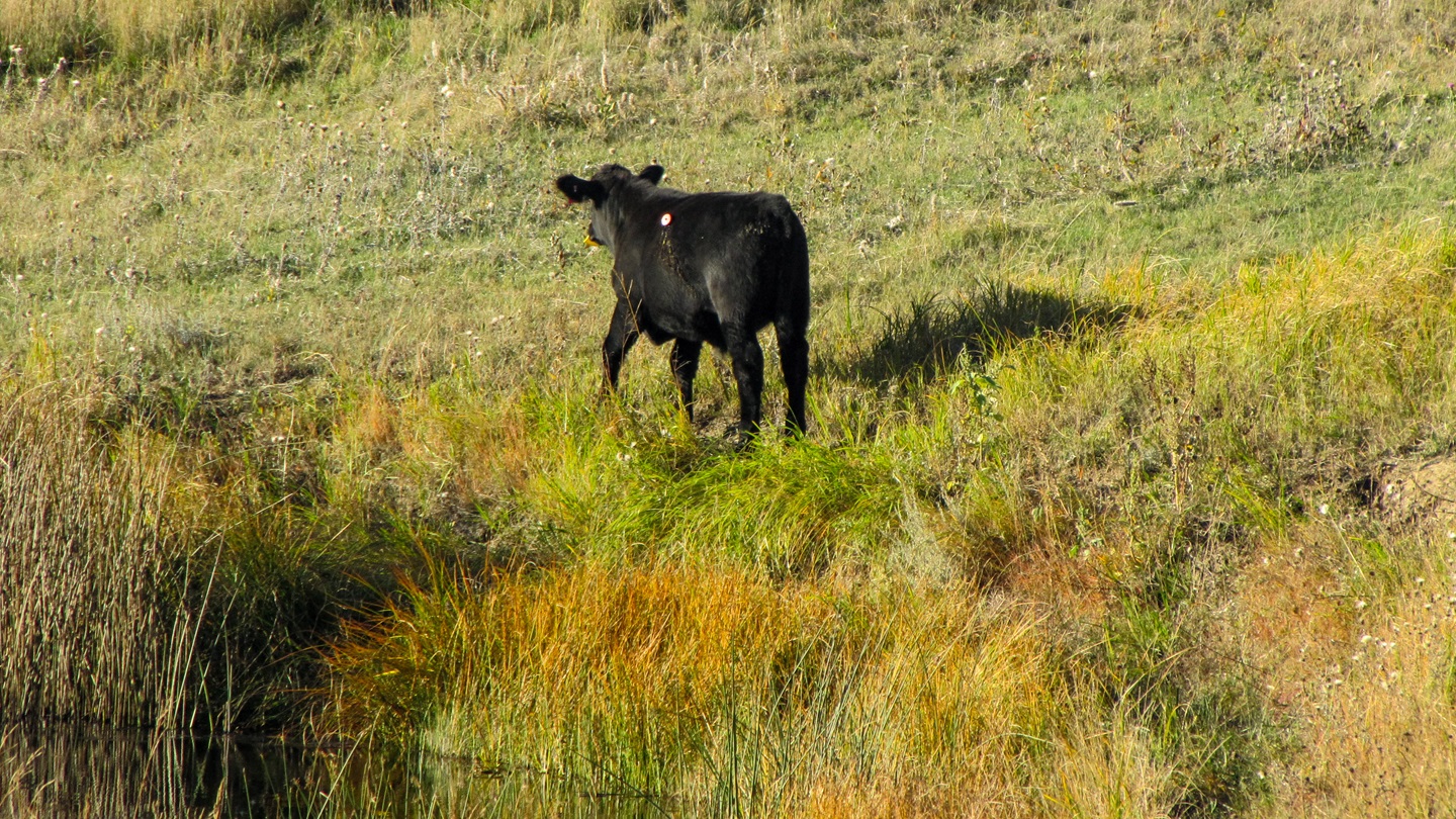 calf. with trocar cannula