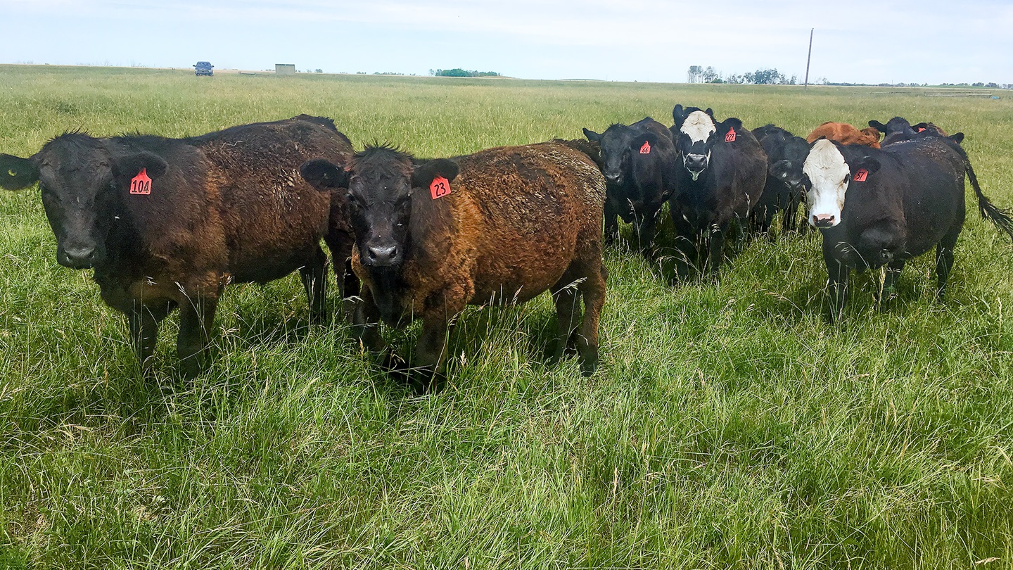 steers on pasture