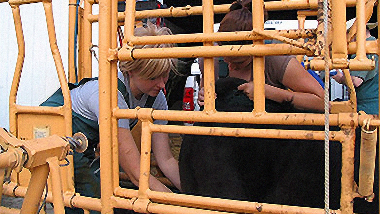 castrating bull in chute