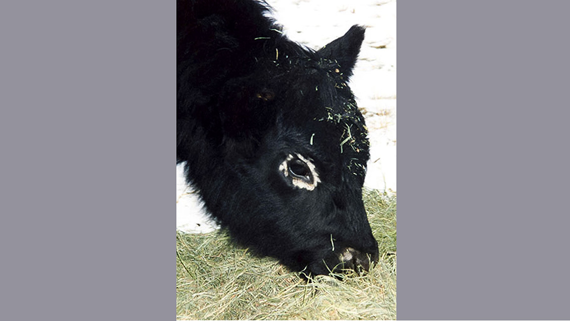 calf with. ringworm