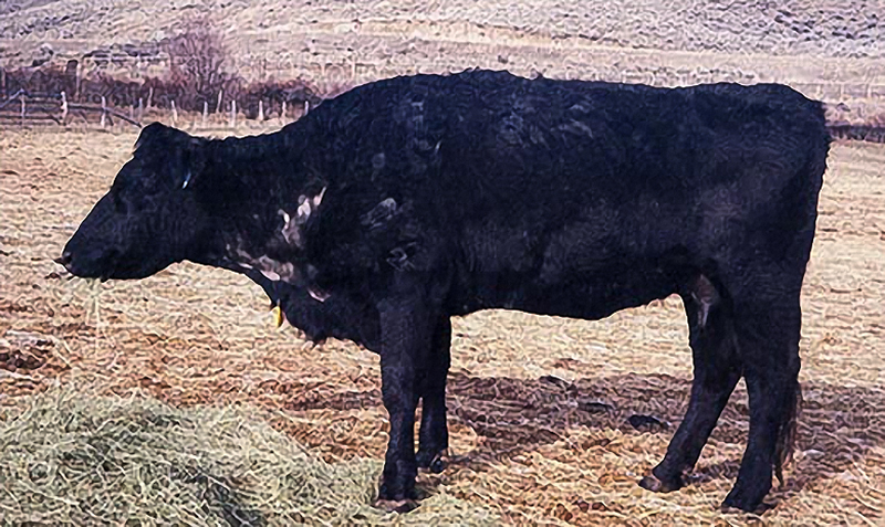 lice on cow