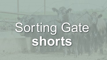 Sorting Gate shorts