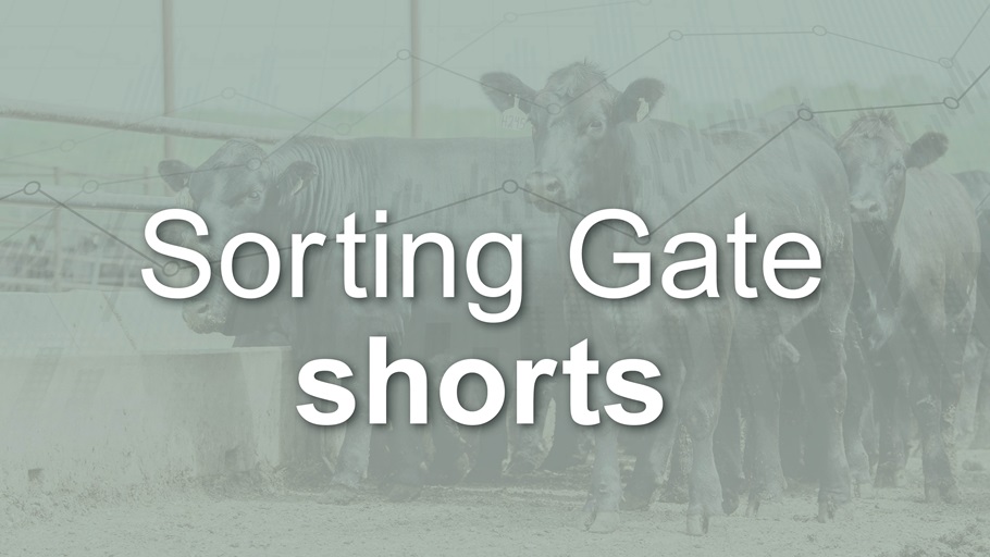 Sorting Gate shorts