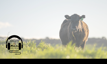 Cow on grass pasture.