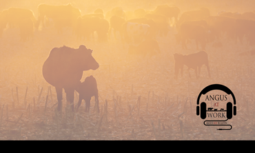 Cow nursing calf at sunrise. 