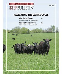 Cattle on the cover of the Feed-calf Marketing Guide