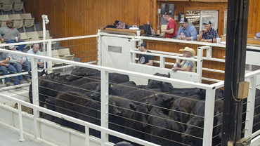 sale barn