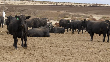 Feedyard