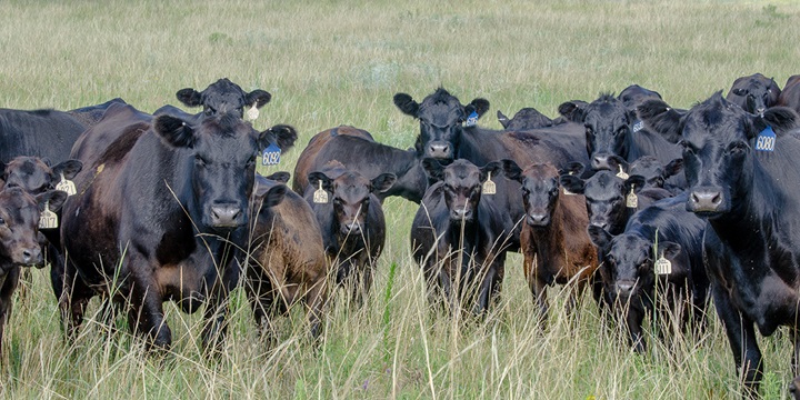 female cattle