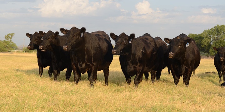 cows in field