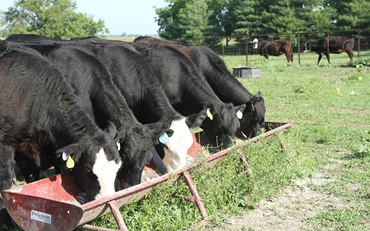 Cattle eating out of a bunk