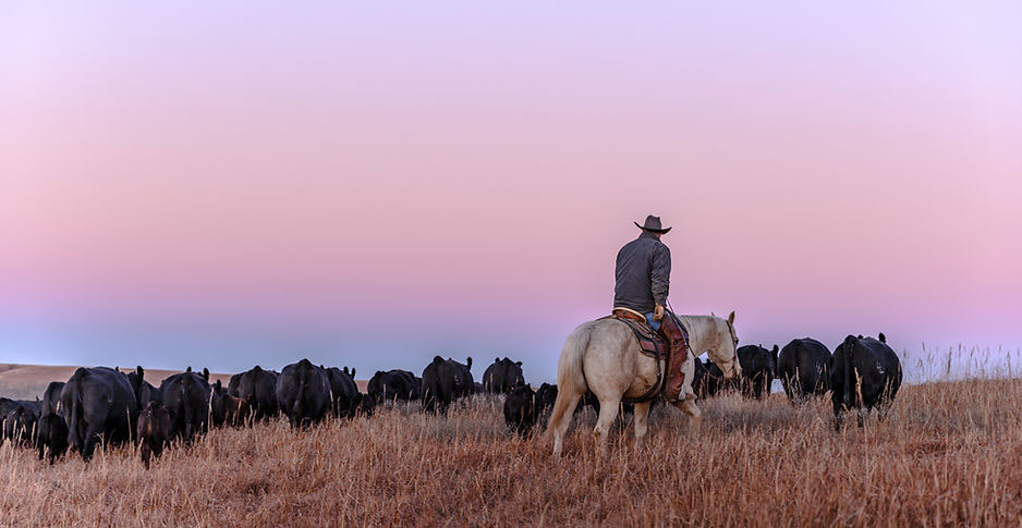 Man riding horseback to herd cattle.