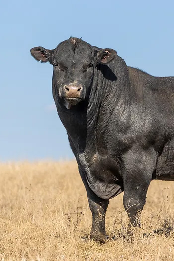 Bull
