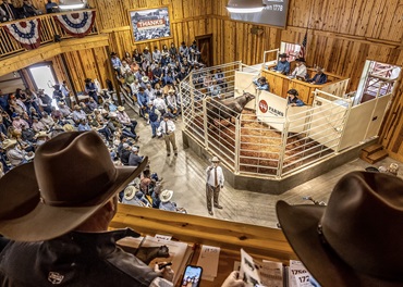 Callers take bids at the fall bull sale in 2022 for 44 Farms in Cameron, Texas.  Photo by Tadd Myers.