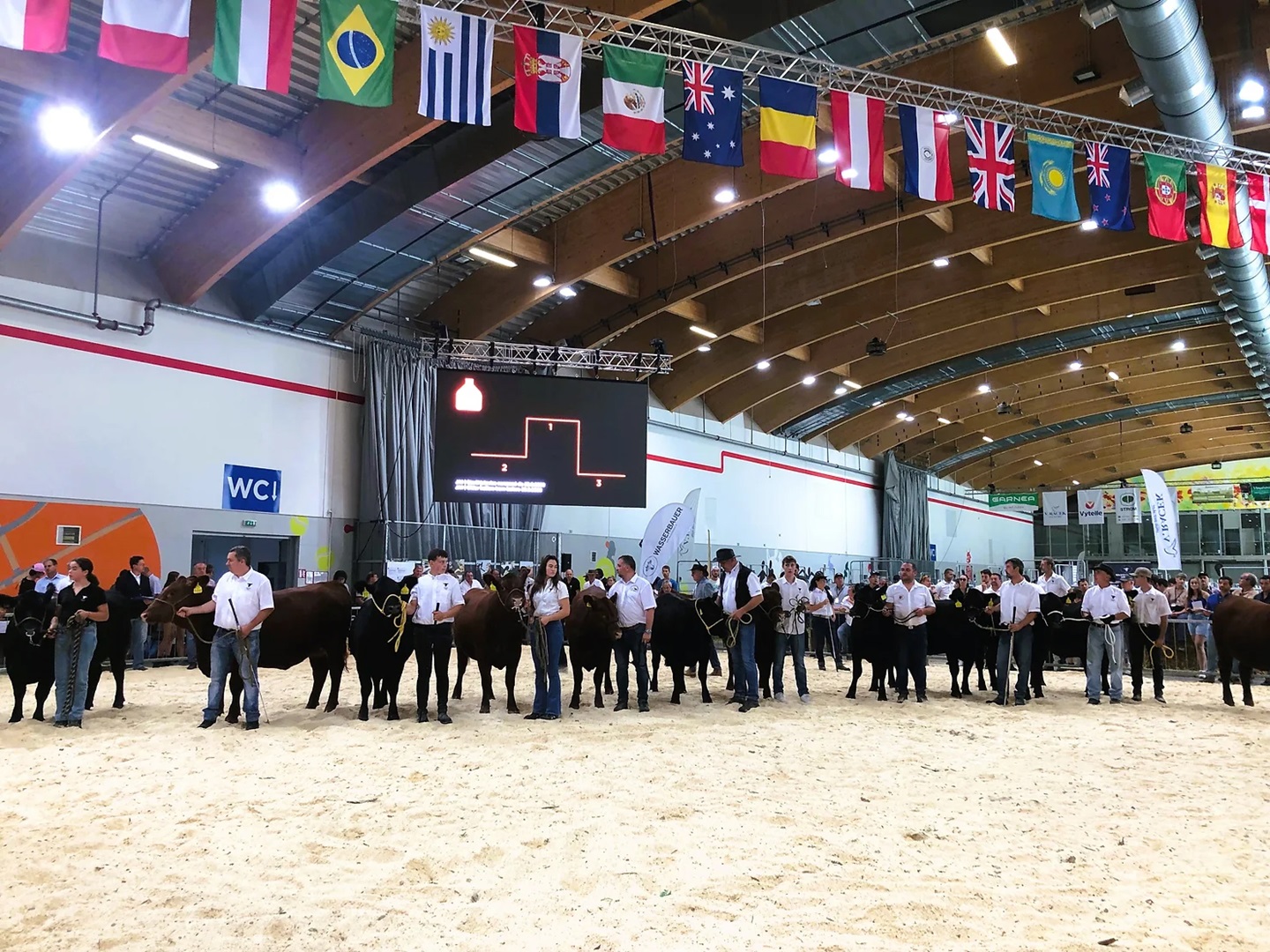 World Angus Technical Meeting show ring