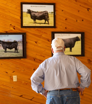 Dr. Barry Pollard looks at a wall of Pollard Farm heifer pictures.