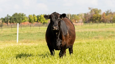 Pollard Farms Heifer Package offering