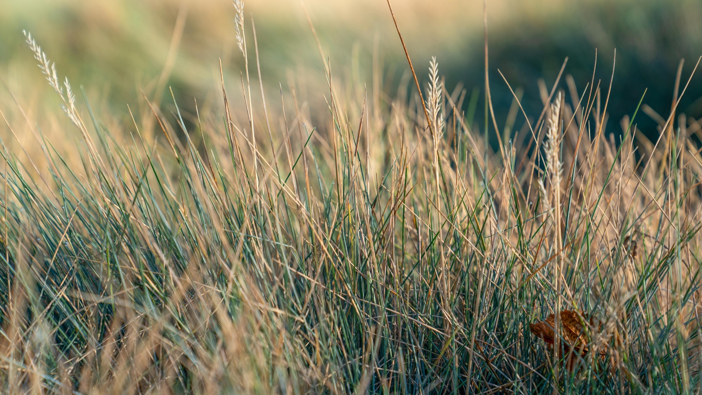 fescue16x9