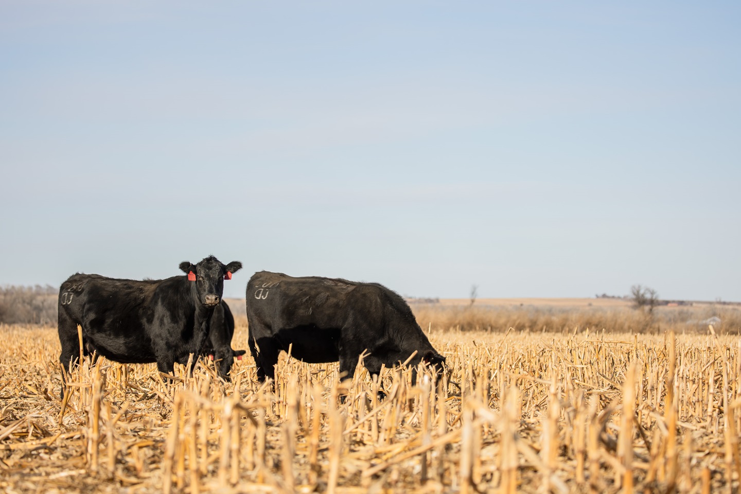 1223-JohnsonNE-MS-121