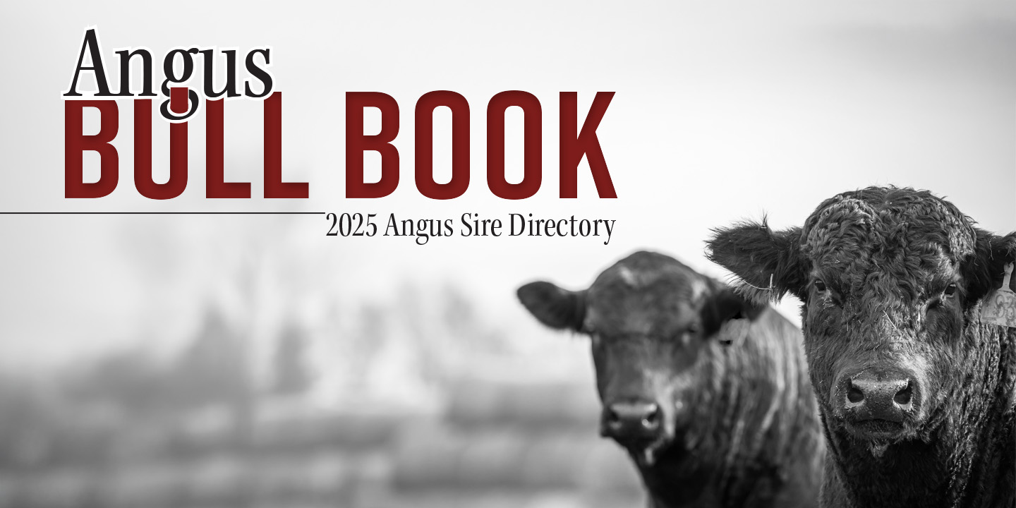 Angus Bull Book