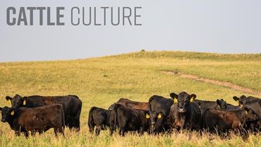 cattle culture