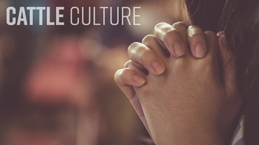 0825-cattleculture16x9