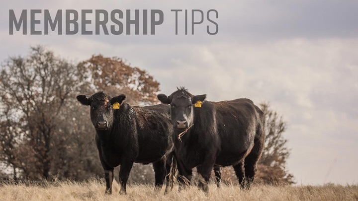 Two black angus cows standing in a winter field.