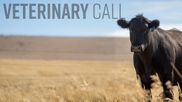 0325-vetcall16x9