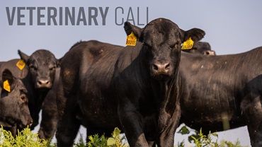0525-vetcall16x9