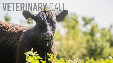 0625-vetcall16x9