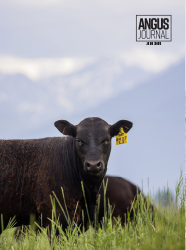 Current Angus Journal Issue Cover