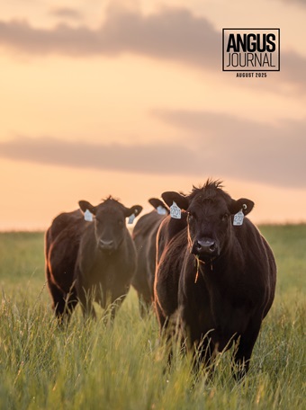 Current Angus Journal Issue Cover