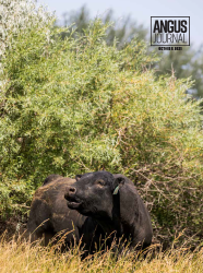 Current Angus Journal Issue Cover
