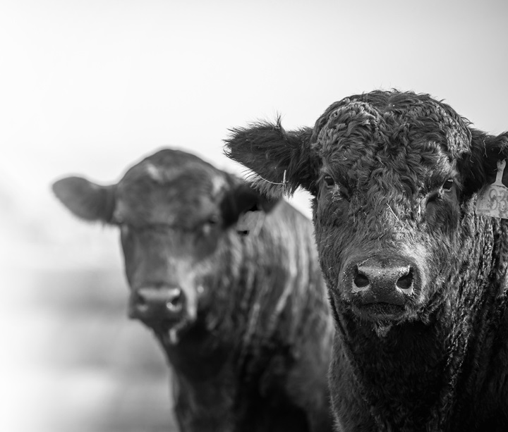 angus bull book photo