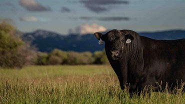 Bull