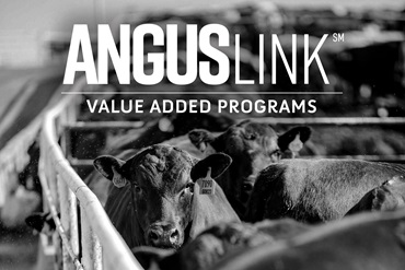 One black Angus steer looking forward while other steers eat at a feed bunk.