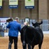 A judge shaking the hand of a young female exhibitor showing her Angus heifer.