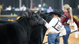 Two exhibitors lining up their Angus heifers in the showring.