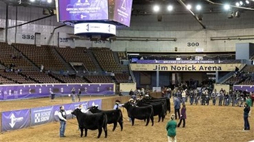 An aerial view of the Open Angus Female show at the 2024 Cattlemen&#39;s Congress event.