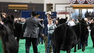 A young man exhibiting an Angus heifer being selected as a winner by the judge at NAILE 2023.