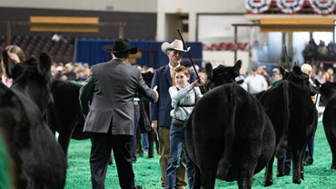 A young man exhibiting an Angus heifer being selected as a winner by the judge at NAILE 2023.