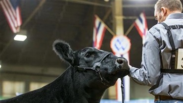 A close-up photo of a male exhibitor and an Angus heifer at the 2024 National Western Stock Show event.